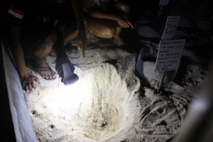 Para hadirin ditemani beberapa panitia Earth Hour Denpasar dituntun oleh pengelola TCEC ke tempat penangkaran penyu mencari Tukik yang baru menetas.