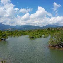 Daya Juang Pemulihan Hutan Mangrove Pejarakan Berbuah Manis
