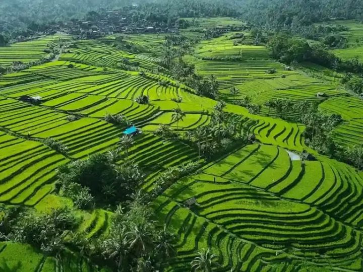 OSS dan Kekosongan RDTR: Menakar Risiko Tata Ruang di Situs Warisan Dunia Jatiluwih