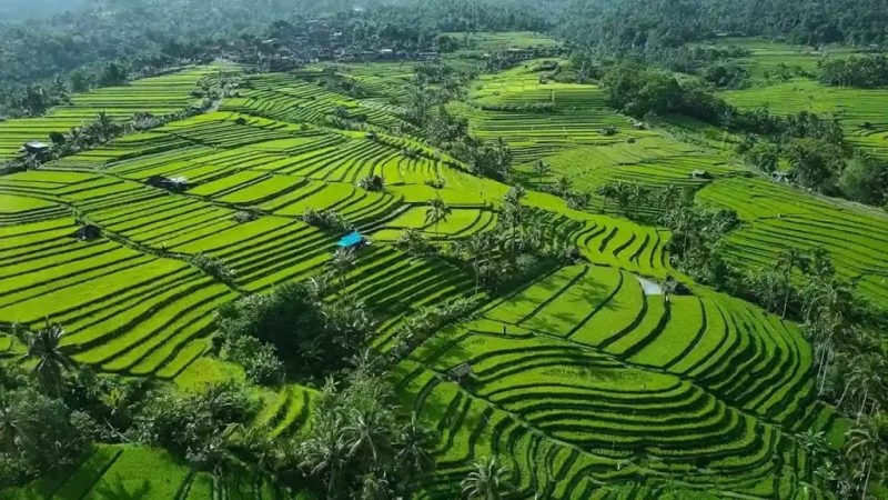 OSS dan Kekosongan RDTR: Menakar Risiko Tata Ruang di Situs Warisan Dunia Jatiluwih