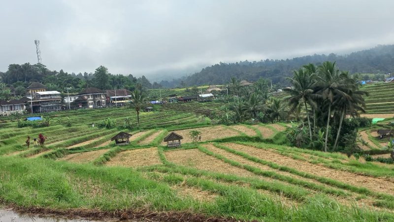 Bagaimana Sejatinya Wajah Warisan Budaya Dunia di Bentang Jatiluwih?