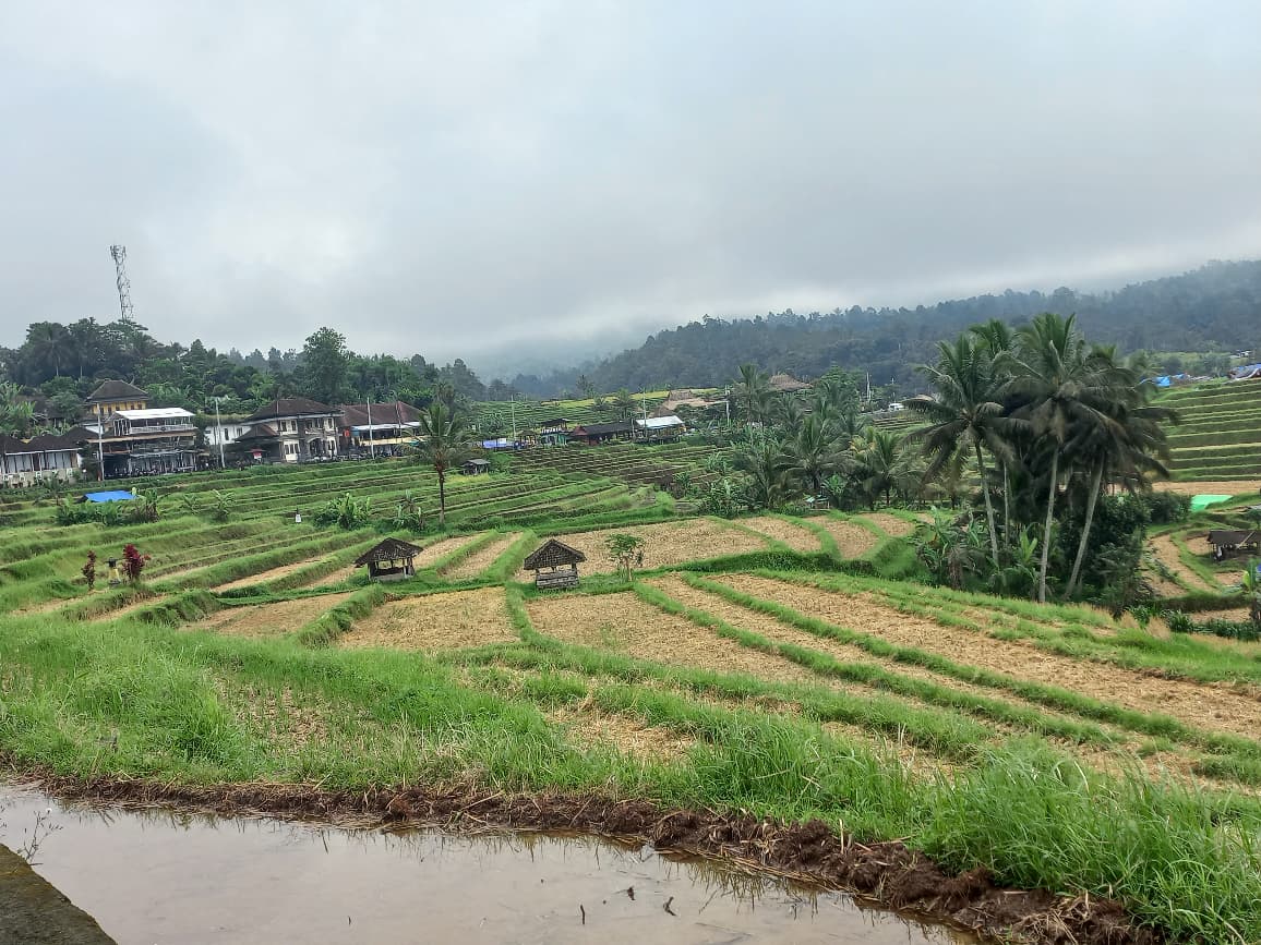 Bagaimana Sejatinya Wajah Warisan Budaya Dunia di Bentang Jatiluwih?