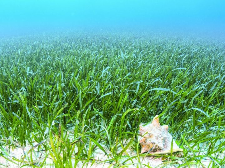 Kerap Dianaktirikan, Padang Lamun Justru Menopang Kehidupan Laut dan Manusia