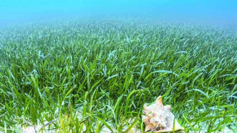 Kerap Dianaktirikan, Padang Lamun Justru Menopang Kehidupan Laut dan Manusia